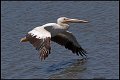 _8SB9887 american white pelican
